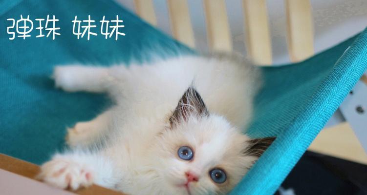 7个月不粘人的布偶猫，该如何与其相处？（探寻布偶猫独特的性格特点，了解如何赢得其信任与亲近）