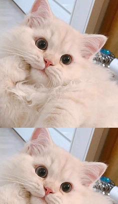 用爱为基础，与cocohouse布偶猫一起享受美好生活（以cocohouse布偶猫为主题的宠物生活指南）