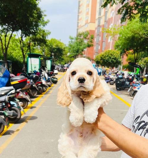 用爱为基础，与cocohouse布偶猫一起享受美好生活（以cocohouse布偶猫为主题的宠物生活指南）