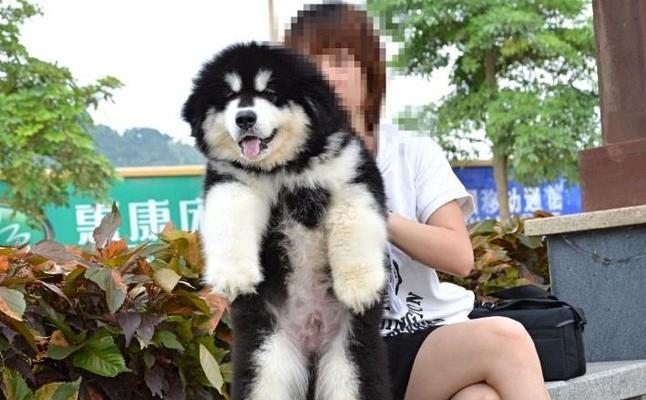 爱宠养成记——我的15斤阿拉斯加狗狗（了解如何养护一只健康的宠物狗）