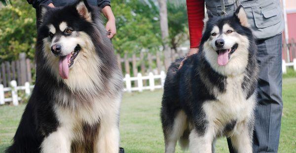 狂野北国的巨犬——阿拉斯加狗犬的体重究竟有多重？（阿拉斯加狗犬、体重、宠物）