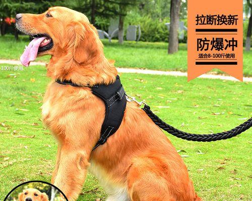 探秘阿拉斯加金毛杂交犬（宠物界的完美组合和养护方法）
