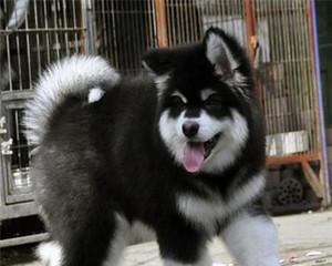 阿拉斯加与马犬杂交，谁更占优势？（探究两种宠物杂交后的特点和特性，比较其优缺点）
