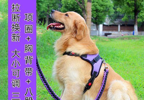 阿拉斯加与马犬杂交，谁更占优势？（探究两种宠物杂交后的特点和特性，比较其优缺点）