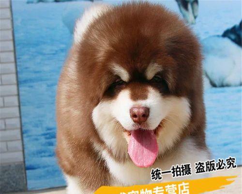 阿拉斯加与犬的搏斗——宠物养护中的危险（了解危险，保障宠物安全）