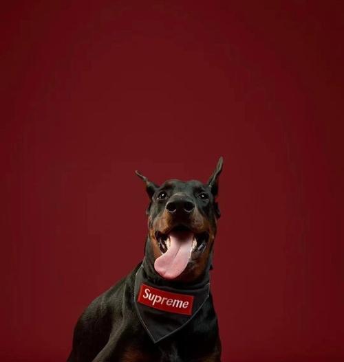 探秘阿拉斯加红色幼犬的独特血统（以宠物为主的幼犬品种，红色幼犬的魅力）