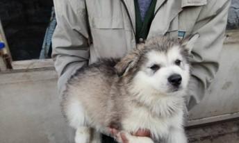 了解阿拉斯加灰桃大犬（探寻宠物世界中最可爱的巨型犬）