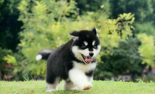 探秘阿拉斯加幼犬的成长之路（以几个月为界限，揭秘阿拉斯加幼犬成长的奥秘）