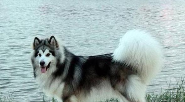 探寻宠物犬的世界——阿拉斯加巨型犬的对比分析（了解不同品种宠物犬的特点与适应性）