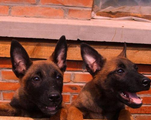 阿拉斯加vs马犬（探究宠物犬间的实力差距）