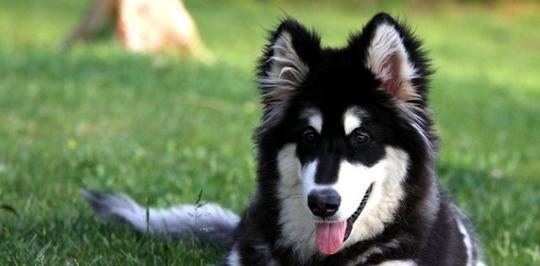 探秘阿拉斯加犬俢毛的独特魅力（了解这个宠物从未听过的秘密，以及如何照顾和训练你的阿拉斯加犬）