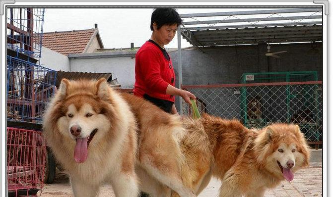 萌宠初体验——阿拉斯加犬宝宝吃奶记（可爱小生命的起航，用心呵护成长）