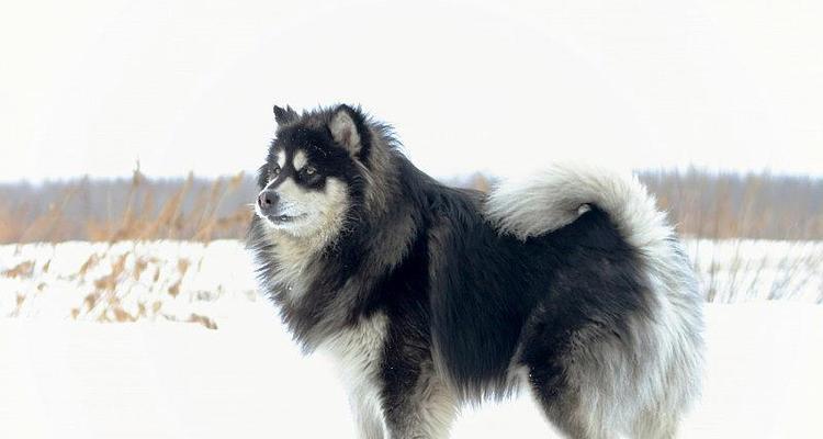 阿拉斯加犬的成年年龄是多少？（以宠物为主，详解阿拉斯加犬的成年时间及其影响因素）