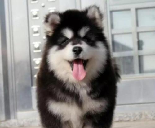 如何给你的宠物阿拉斯加犬正确喂养？（探索阿拉斯加犬的饮食需求，保证其健康成长）