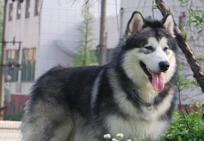 探秘阿拉斯加犬的独特行动特点（以宠物为主，了解阿拉斯加犬的运动本能）