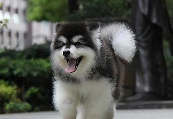 阿拉斯加犬的忠诚（探索阿拉斯加犬的忠诚特质及其在宠物生活中的应用）