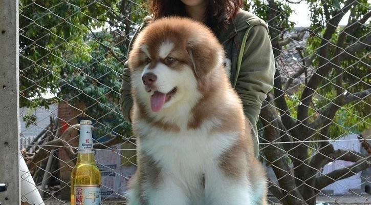 阿拉斯加犬初经之旅（探索母性的启示录）