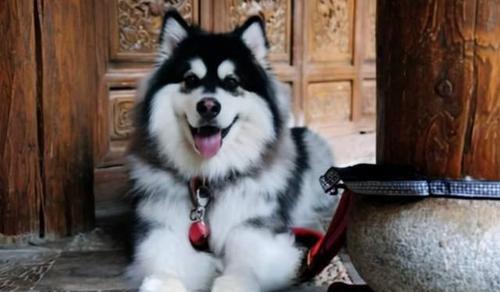 阿拉斯加犬如何对待陌生人？（探究宠物阿拉斯加犬的性格特点和行为表现，解答犬主关切。）