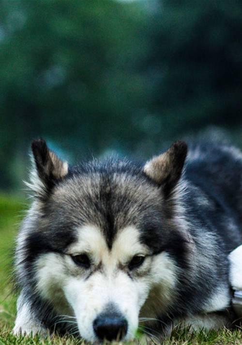 如何解决宠物阿拉斯加犬耳朵里流水的问题？（探究导致耳朵里流水的原因与有效的解决方案）