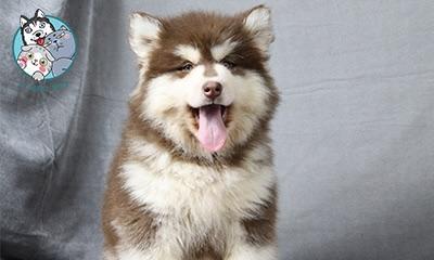探秘阿拉斯加犬耳朵的神秘之处（以颜色为主题，揭开阿拉斯加犬耳朵的奥秘）