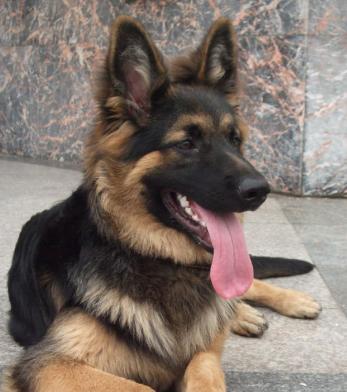 从阿拉斯加犬和德牧混血看宠物的多样性（探讨宠物品种的多样性及其对养宠人的影响）