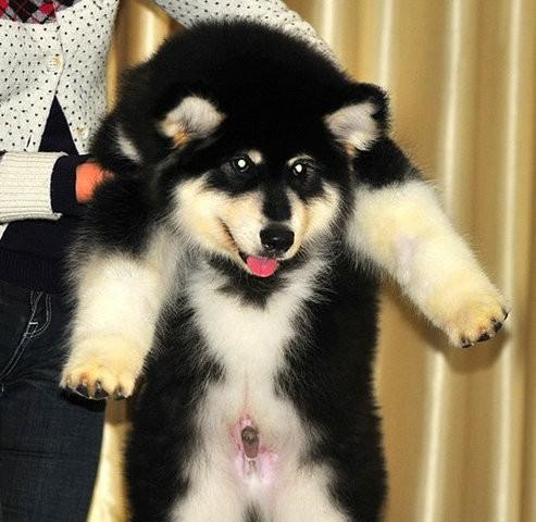 从阿拉斯加犬和德牧混血看宠物的多样性（探讨宠物品种的多样性及其对养宠人的影响）