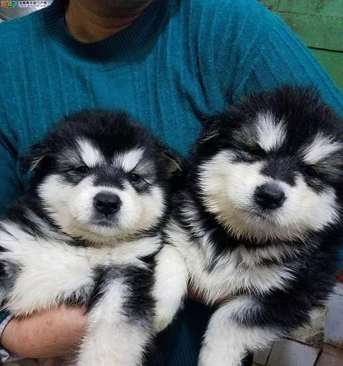 了解这两种犬的血统和特性，享受宠物陪伴的快乐（了解这两种犬的血统和特性，享受宠物陪伴的快乐）