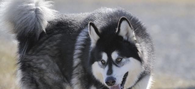 了解这两种犬的血统和特性，享受宠物陪伴的快乐（了解这两种犬的血统和特性，享受宠物陪伴的快乐）