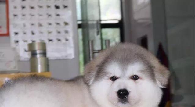 阿拉斯加犬VS秋田犬（以宠物为主，对比两种犬的性格、护理和适应能力）