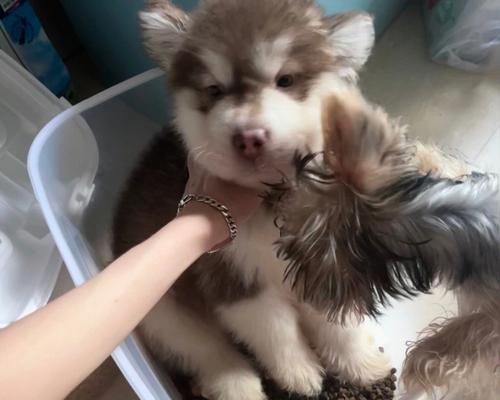 如何减少你家阿拉斯加犬频繁放屁（有效方法解决宠物放屁问题，）