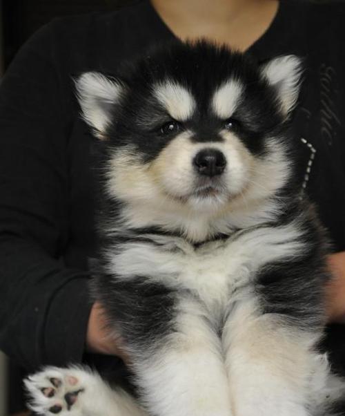 探寻阿拉斯加犬的南通之路（以宠物为主，带你了解阿拉斯加犬的神奇旅程）