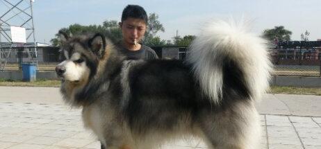 探秘阿拉斯加犬尾巴之“多尖多狂野”（以宠物为主，了解阿拉斯加犬的神奇尾巴）