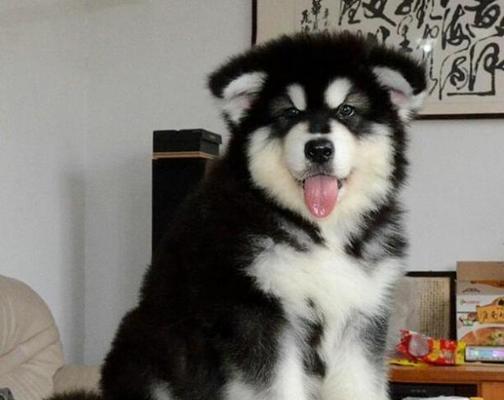 了解阿拉斯加犬折耳（以宠物为主，全面解析阿拉斯加犬折耳的特点和养护知识）