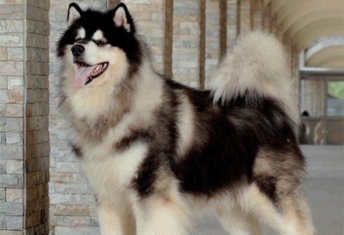 探秘阿拉斯加雪橇犬的神奇之处（从宠物到工作伙伴，它们如何成为我们的朋友）