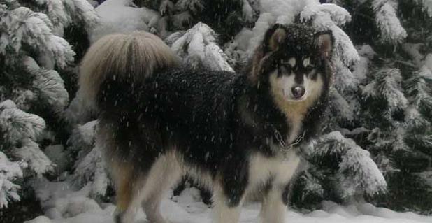 探秘阿拉斯加雪橇犬的神奇之处（从宠物到工作伙伴，它们如何成为我们的朋友）