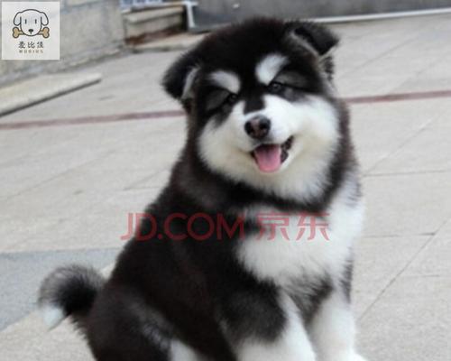 了解阿拉斯加雪犬的颜色特征（阿拉斯加雪犬的毛色、眼色、鼻色及其影响）