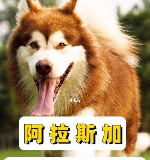 如何选择适合阿拉斯加的狗粮（以宠物为主，让你的阿拉斯加更健康）
