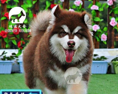 解读阿拉斯加幼犬不睡觉的原因（了解宠物的生物钟和生理特点）