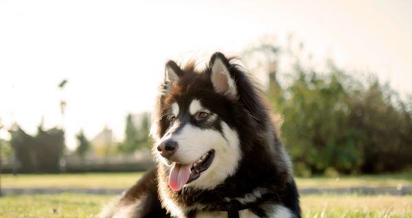 阿拉斯加幼犬吃撑咳嗽怎么办？（宠物爱护小贴士，避免犬只进食过量引发呼吸困难）