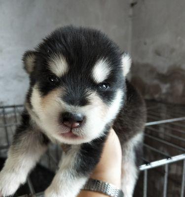 探秘阿拉斯加幼犬抽鼻子之谜（揭开宠物抽鼻子的奥秘，让你更懂得爱宠物）