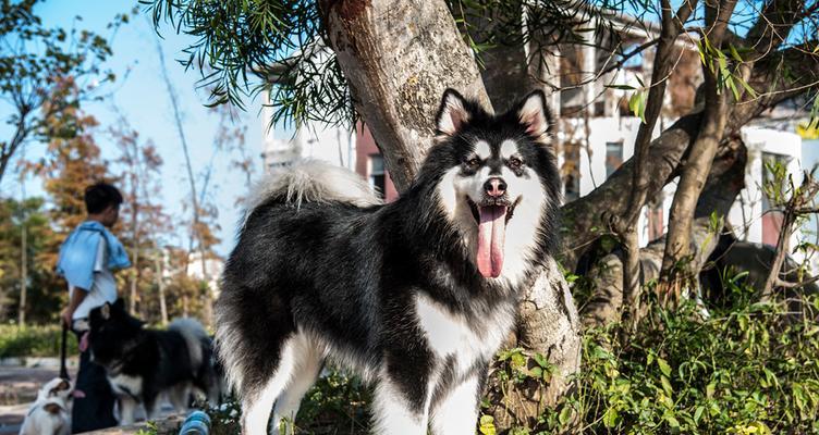 阿拉斯加幼犬的成长历程（从小可爱到大威武，见证阿拉斯加幼犬成长的全过程）