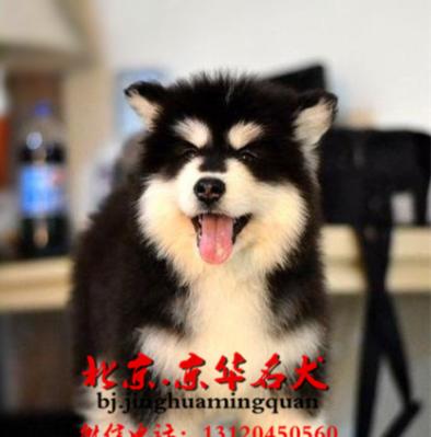 阿拉斯加幼犬的成长历程（从小可爱到大威武，见证阿拉斯加幼犬成长的全过程）