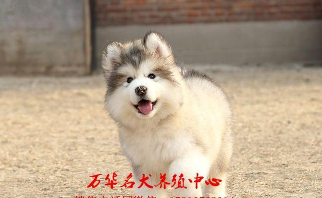 爱宠健康必备——阿拉斯加幼犬钙粉（从营养到健康，呵护您的爱犬）