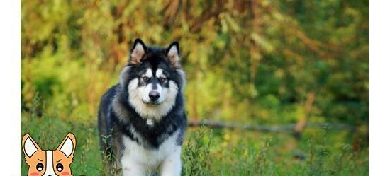 解读阿拉斯加幼犬干咳流鼻涕（揭秘病因、症状及治疗方法）