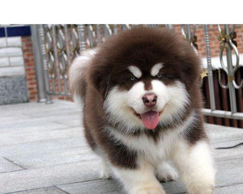 探秘阿拉斯加幼犬的成长之路（以宠物为主，分享萌犬日记）