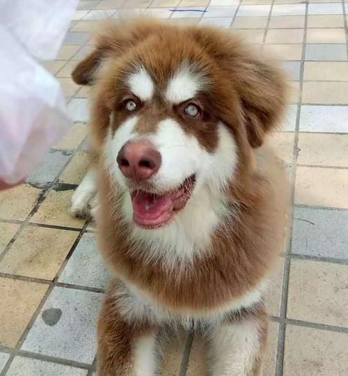 阿拉斯加幼犬的饮食问题（如何让你的宠物健康成长）