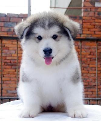 如何正确喂养阿拉斯加幼犬（从1个月到6个月，营养需求全解析）