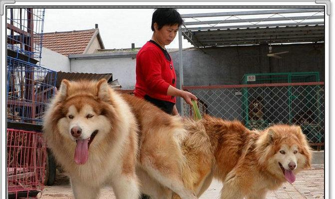 以阿拉斯加幼犬可以喂水果吗？——宠物饮食新视角（探究阿拉斯加幼犬饮食习惯，分析水果作为饲料的利弊）