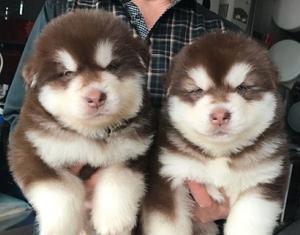 追寻阿拉斯加幼犬胖成长的足迹（一只可爱的宠物，一个令人感动的成长故事）