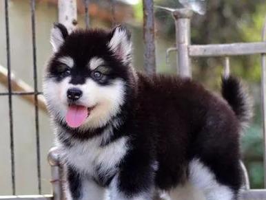 追寻阿拉斯加幼犬胖成长的足迹（一只可爱的宠物，一个令人感动的成长故事）